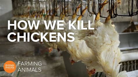 How Did The Hens Die In Animal Farm